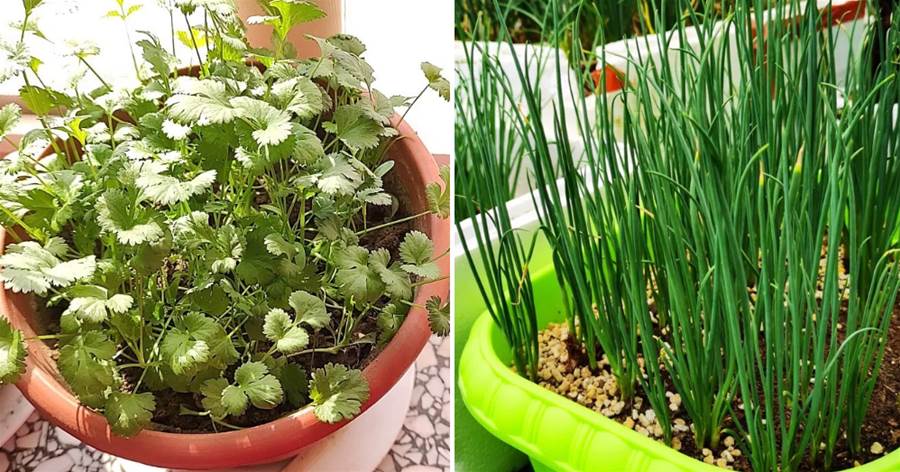 這6種菜，吃完「菜根」別扔，插進花盆裡勤澆水，兩周成小菜園