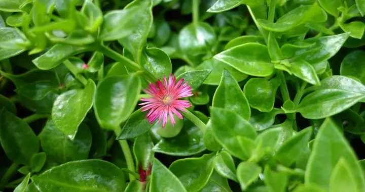 薺菜、蒲公英靠邊站！抓緊吃這菜，全身是寶，隨手一拌好吃不上火