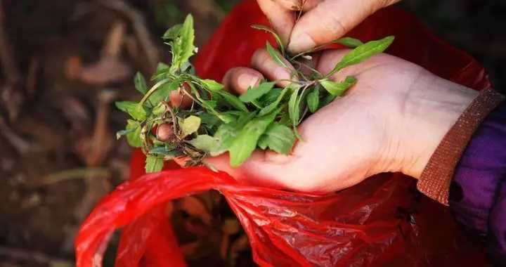 它被譽為「天然長壽菜」，一吃通便，二吃護眼，三吃護肝別不懂吃