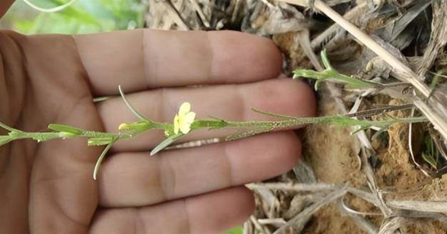 麥田里有1種「疳積草」，平時寄生在小麥上，農民看到為何會保護