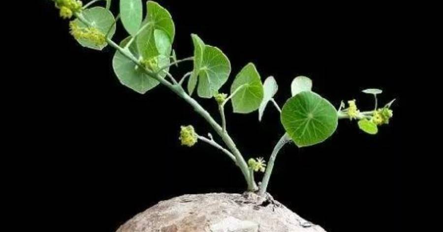 有一種長在石頭上的植物，觀賞價值極高，塊莖能入藥，一斤200元